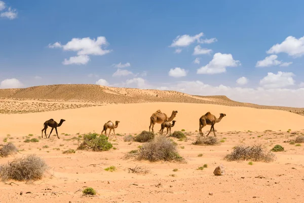 畜群的阿拉伯骆驼在沙漠中，摩洛哥的马驹 — 图库照片