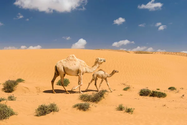 Biały arabski wielbłąd ze źrebakiem na pustyni, Maroko — Zdjęcie stockowe