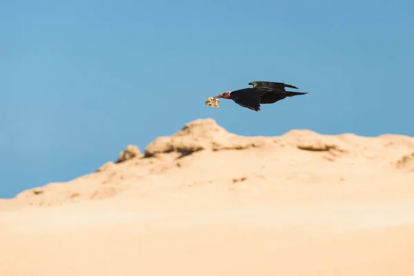 Northern bald ibis, Tamri, Marrocos — Fotografia de Stock