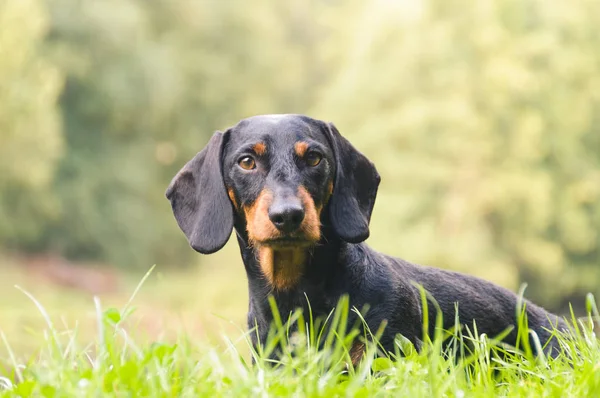 stock image Portrait dachshund in nature
