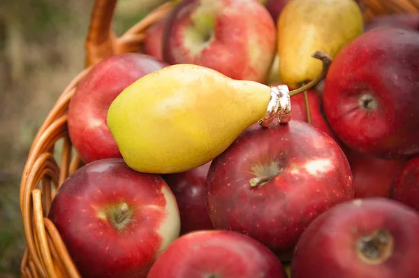 Wedding rings on red apples and yellow spear Stock Image