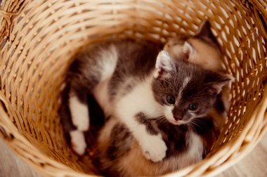 Sepet sepet içinde iki benekli yavru kedi, yavru kedi benekli