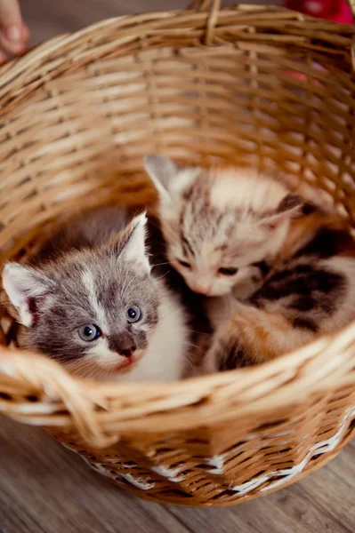 Два пятнистых котенка в корзине — стоковое фото