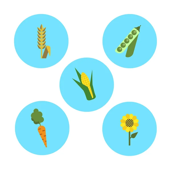 Set di icone piatte di agricoltura, piselli, grano, mais, carota, girasole su sfondo rotondo blu — Vettoriale Stock
