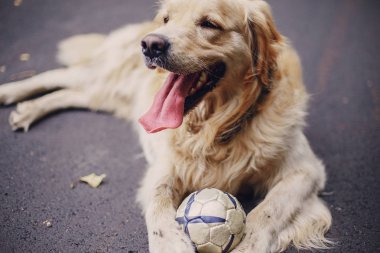 açık havada Köpeğiyle yürüyen Çift