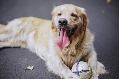 açık havada Köpeğiyle yürüyen Çift
