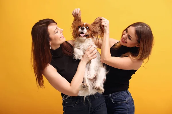 Ragazze di moda in posa su uno sfondo giallo — Foto Stock