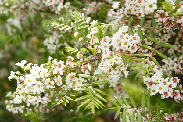 Árbol con flores en el jardín. Cerca de flores blancas en los árboles en el bosque . Fotos De Stock