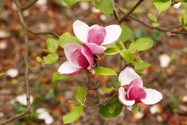 Primer plano de magnolia floreciente púrpura. Árbol de magnolia floreciente con hermosas flores rosadas grandes en primavera Imagen De Stock
