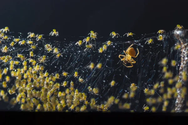 Un mucchio di ragni piccoli che si schiudono sul nido — Foto Stock