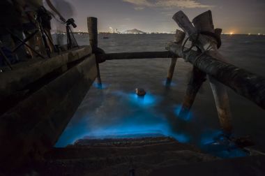 Marine Plankton glow in the dark  clipart