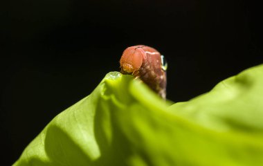 Kırmızı Daphnis nerii Caterpillar 