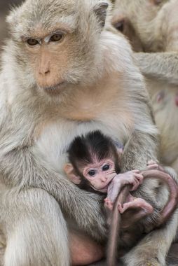 Bebek Maymun ve anne Lopburi, Tayland