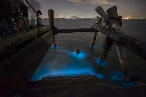 Marine Plankton glow in the dark — Stock Photo, Image