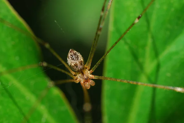 Žlutý Spider na zelený list — Stock fotografie
