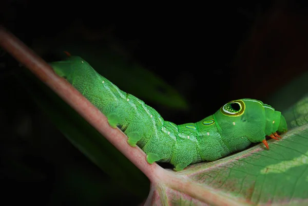 Green Daphnis nerii Caterpillar lub oleander Fruczak zbliżenie na zielony liść — Zdjęcie stockowe