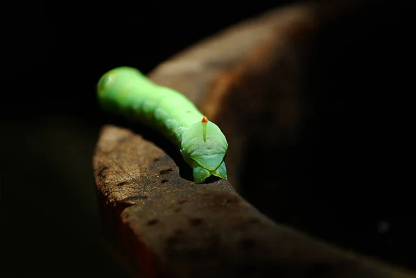 Grüne Daphnis nerii-Raupe oder Oleander-Falter-Nahaufnahme auf grünem Blatt — Stockfoto