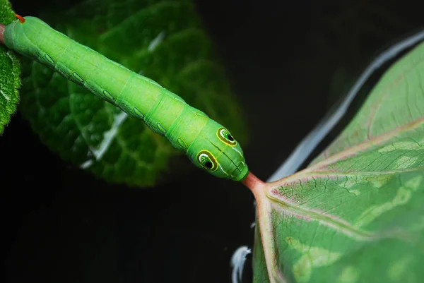 ดาฟนิสสีเขียวหนอนผีเสื้อหรือโอเลนเดอร์ Hawk-moth closeup บนใบสีเขียว — ภาพถ่ายสต็อก