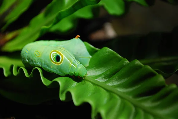 Zelená Daphnis nerii housenka nebo oleandr hawk-moth detailní na zelený list — Stock fotografie