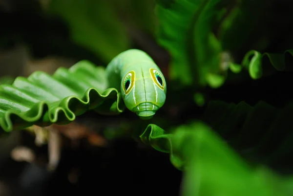 Yeşil Daphnis nerii Caterpillar veya zakkum Şahin-güve closeup yeşil yaprak üzerinde
