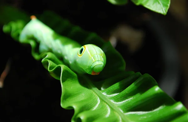 Green Daphnis nerii Caterpillar or oleander hawk-moth closeup on green leaf — Stock Photo, Image