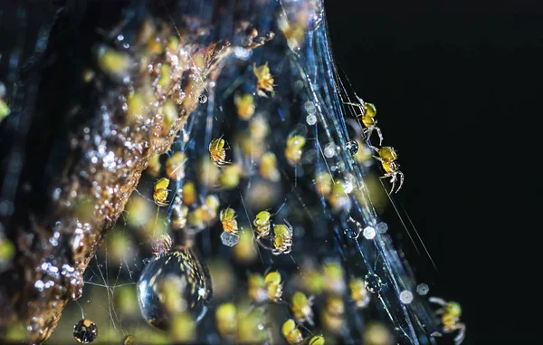 Кучка детенышей пауков, вылупившихся в гнезде — стоковое фото