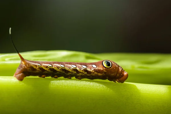 Rote Daphnis-Nerii-Raupe — Stockfoto