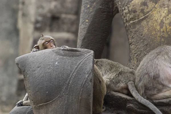 Die Affen spielen und leben in der Ruine Tempel — Stockfoto