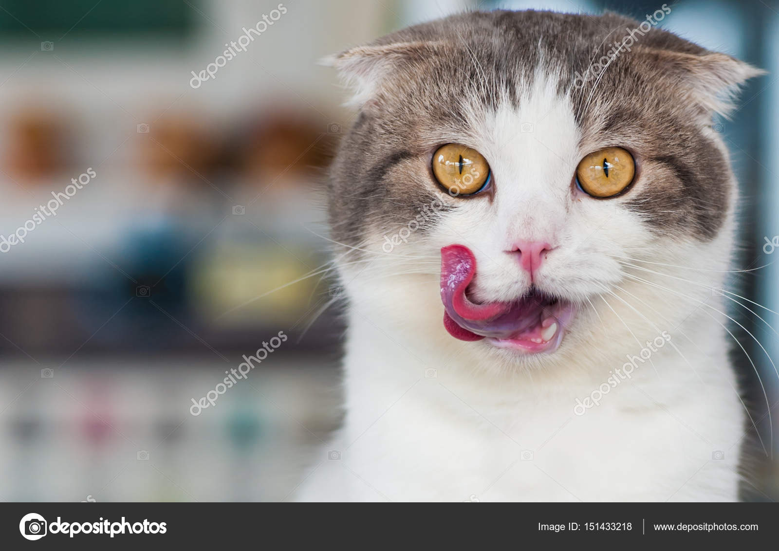Chat Gris Blanc Avec Des Yeux Jaunes Photographie