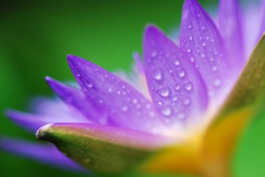 Makroyu Kapat su ile mor Lotus su Lilly polen bırakır.