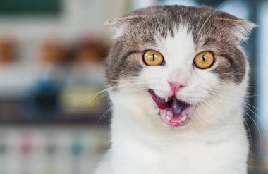 Sarı gözlü yerli beyaz gri kedi