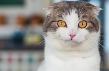 Sarı gözlü yerli beyaz gri kedi