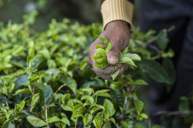 çay alanında çalışan biçerdöver