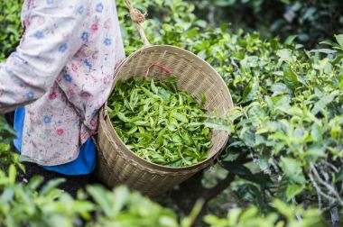 Hasat taşıma sepeti yeşil çay yaprakları