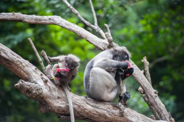 Bebek ve anne gölgeli maymun yaprak