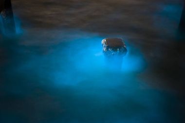 Marine Plankton,  bioluminescence clipart