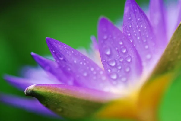 Makroyu Kapat su ile mor Lotus su Lilly polen bırakır.