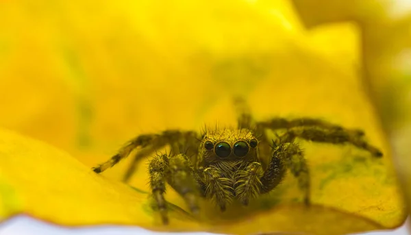 Zblízka skákání pavouk na žlutý list maker — Stock fotografie