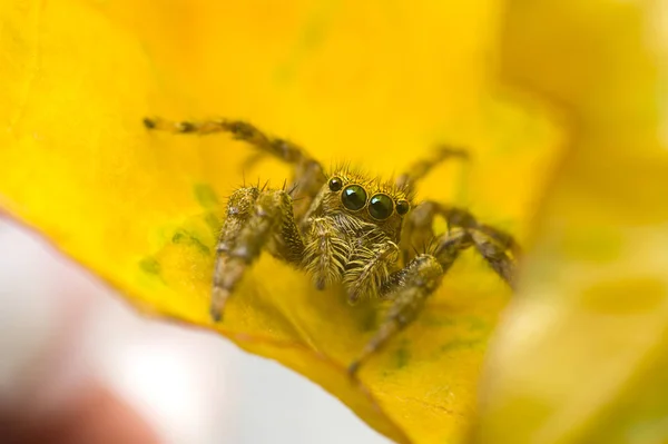 Makroszintű Ugró pók a sárga levél közelről — Stock Fotó