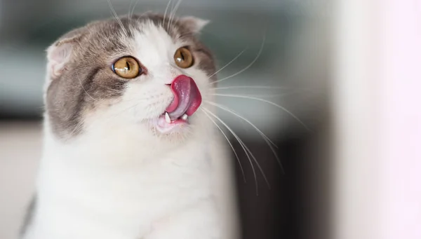 Hauskatze weiß grau mit gelben Augen — Stockfoto