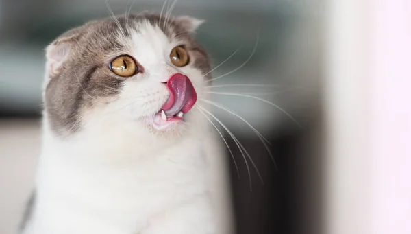 Gato cinzento branco doméstico com olhos amarelos — Fotografia de Stock