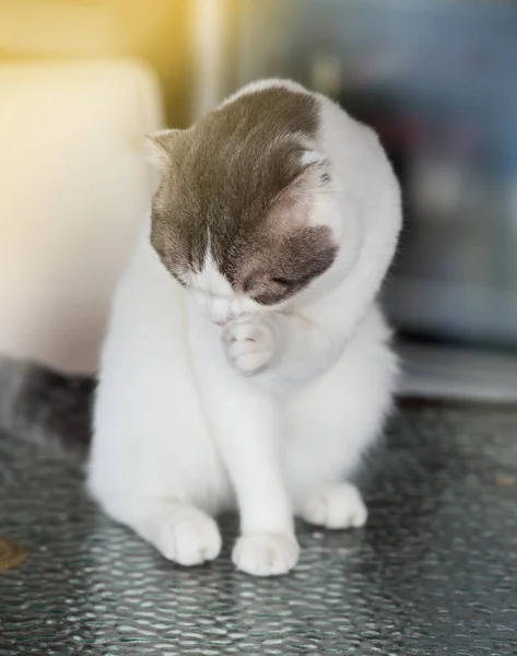 Chat domestique gris blanc aux yeux jaunes — Photo