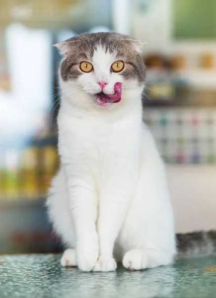 Chat domestique gris blanc aux yeux jaunes — Photo