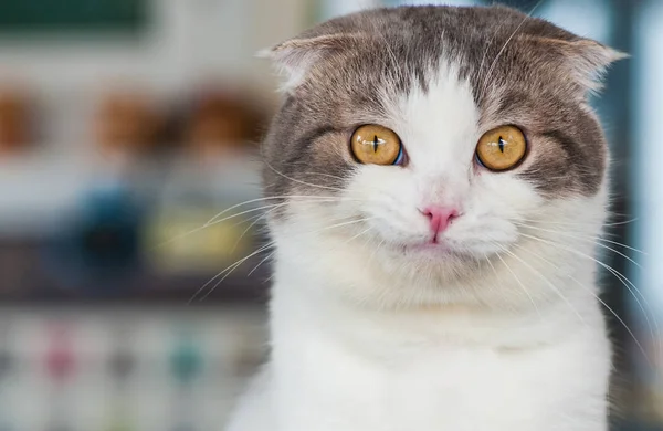Sarı gözlü yerli beyaz gri kedi