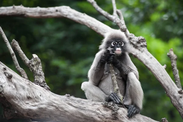 Macaco-de-folhas-escuras — Fotografia de Stock