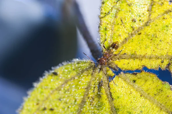 Makro Red Ant pokryté kapky vody — Stock fotografie