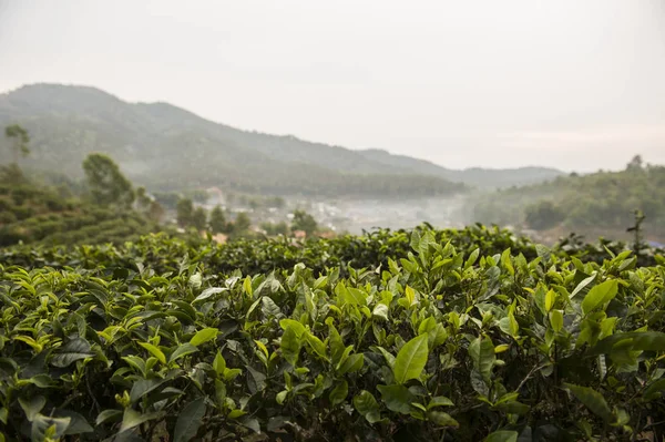 Field of tea plant