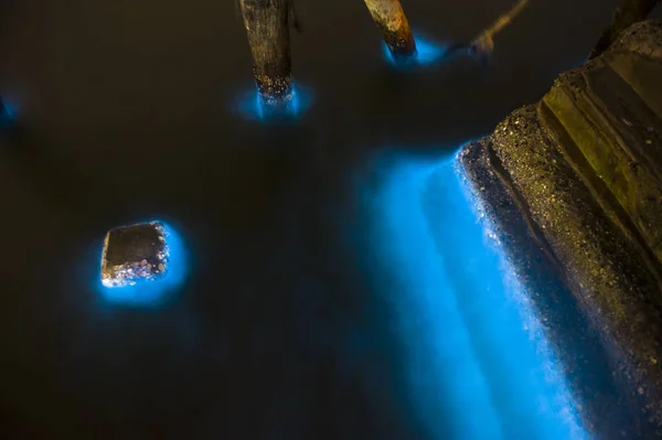 Marine Plankton,  bioluminescence — Stock Photo, Image