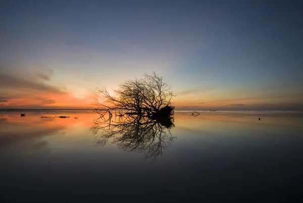 A strand mocsárban mangrove-fa — Stock Fotó