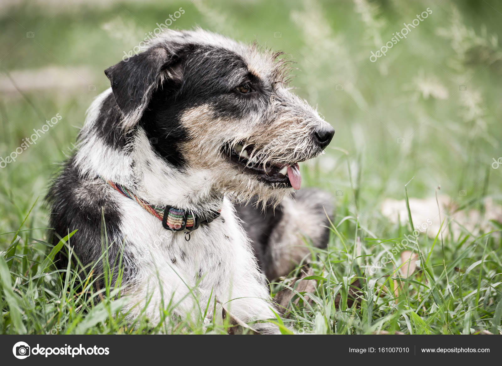 Chien Noir Blanc Long Poilu Coucha Sur Terrain Jeu Herbe